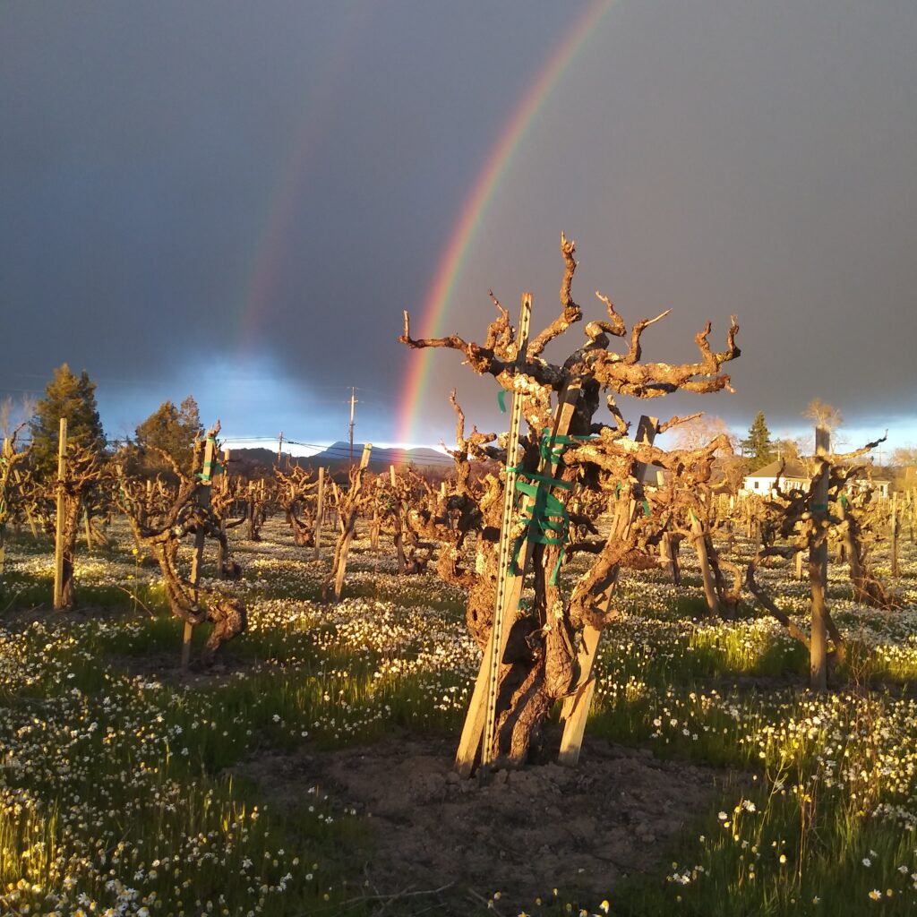 Pot of Gold found at Pruning time in the Fanucchi Wood Road Road vineyard1890s block LOL