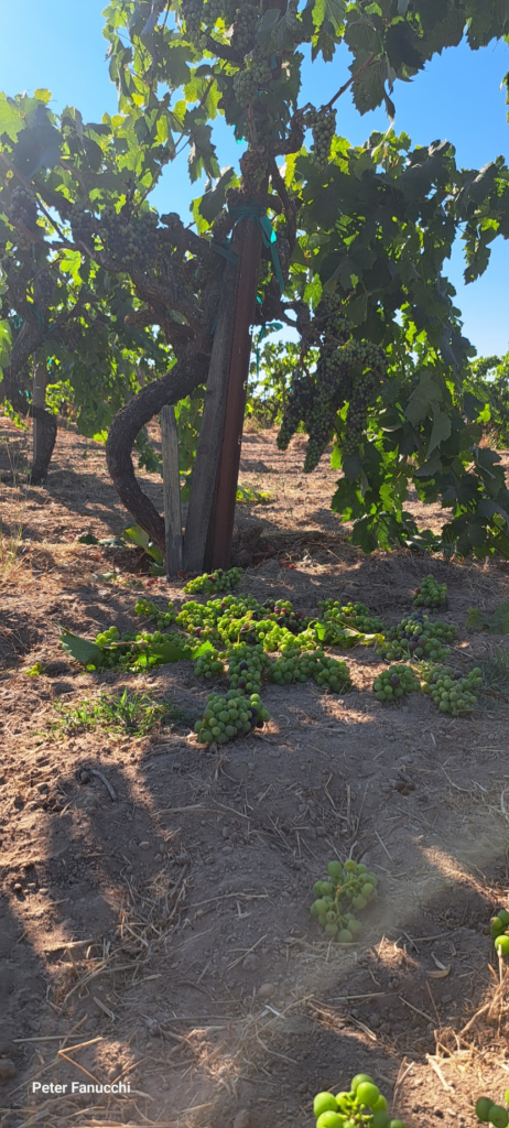 Green Zinfandel Cluster Thinning  2025