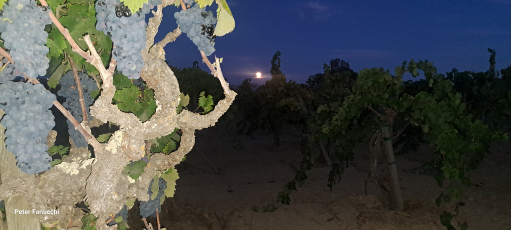September 5, 2025 Harvest Moon - Blood Moon Rising in the Circa 1890 Old Zinfandel of the Fanucchi Wood Road Vineyard in The Russian River Valley of Sonoma County California Wine Country USA