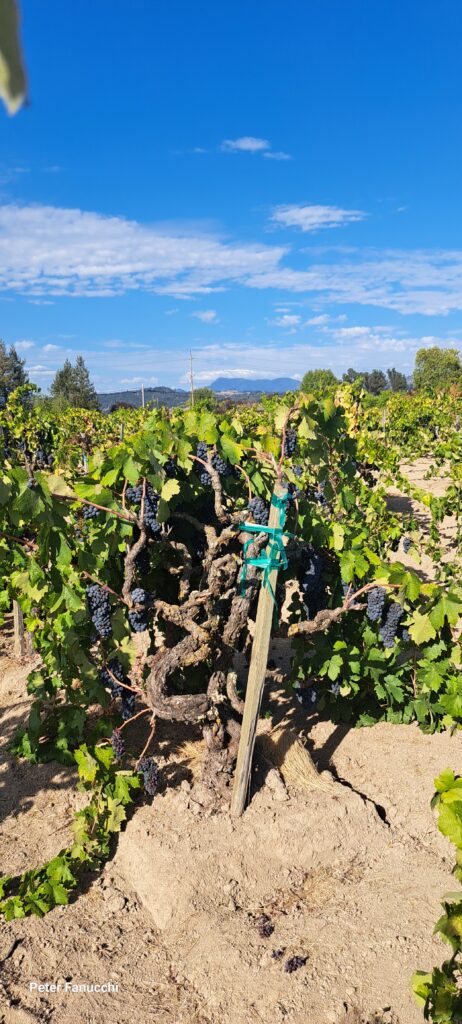 2025 Fanucchi Wood Road Vineyard Twisted trunk  of a 1890s old Vine Zinfandel ripening grapes