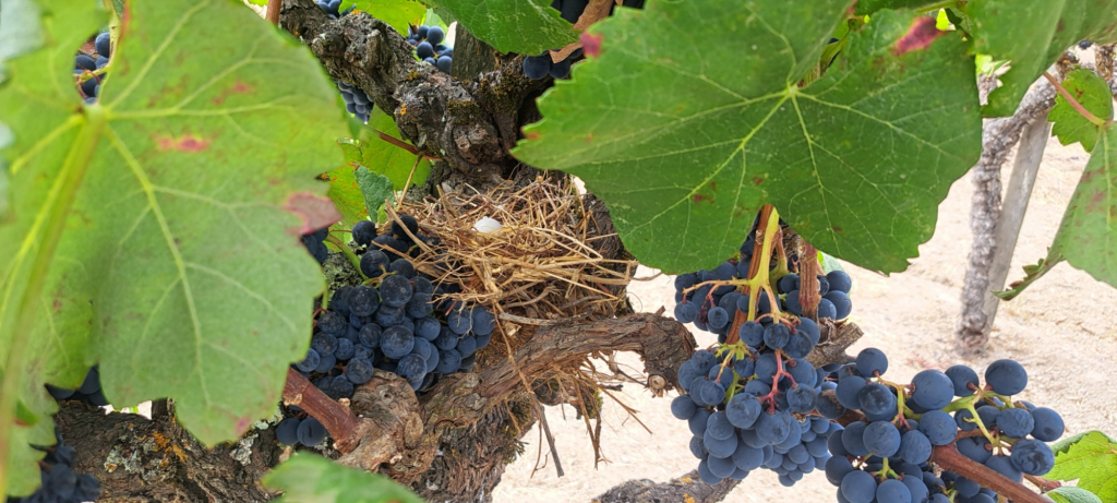 bird egg in nest in  1890s Fanucchi Wood Road Vineyard