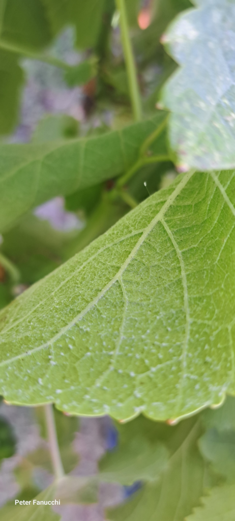 2025 fresh lace wing egg laid on Fanucchi Wood Road Vineyard grape leaf 