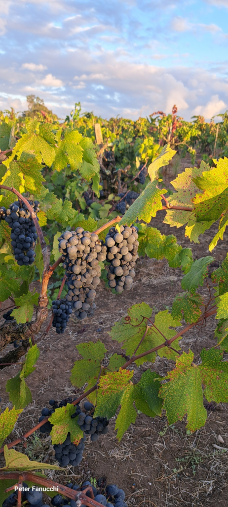 Old vine Streach  to hang grapes far from trunk Fanucchi Wood Road Vineyard
