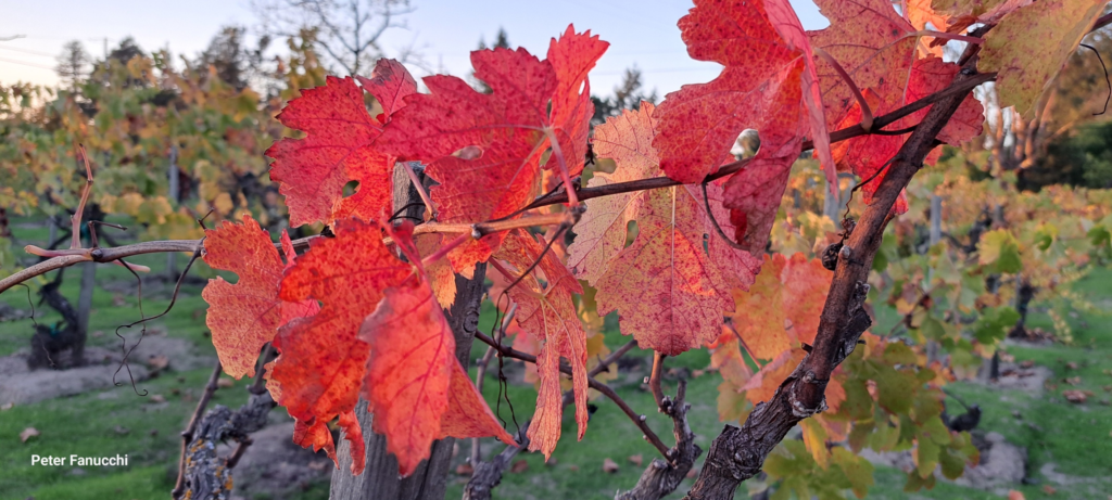 Fanucchi Old Vine 2025 season ending