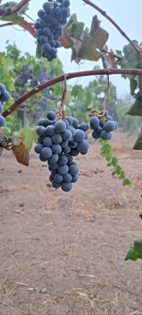 ome-Zin-Clusters-hanging-loose-2025